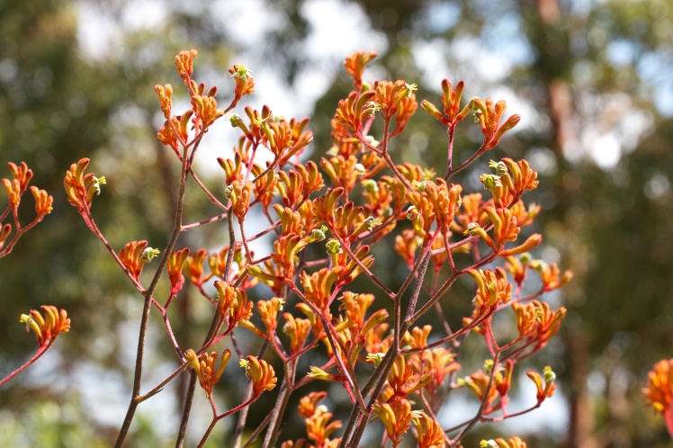 Anigozanthos 'Orange Cross' is a hardy cultivar that attracts many nectar-feeding birds. 